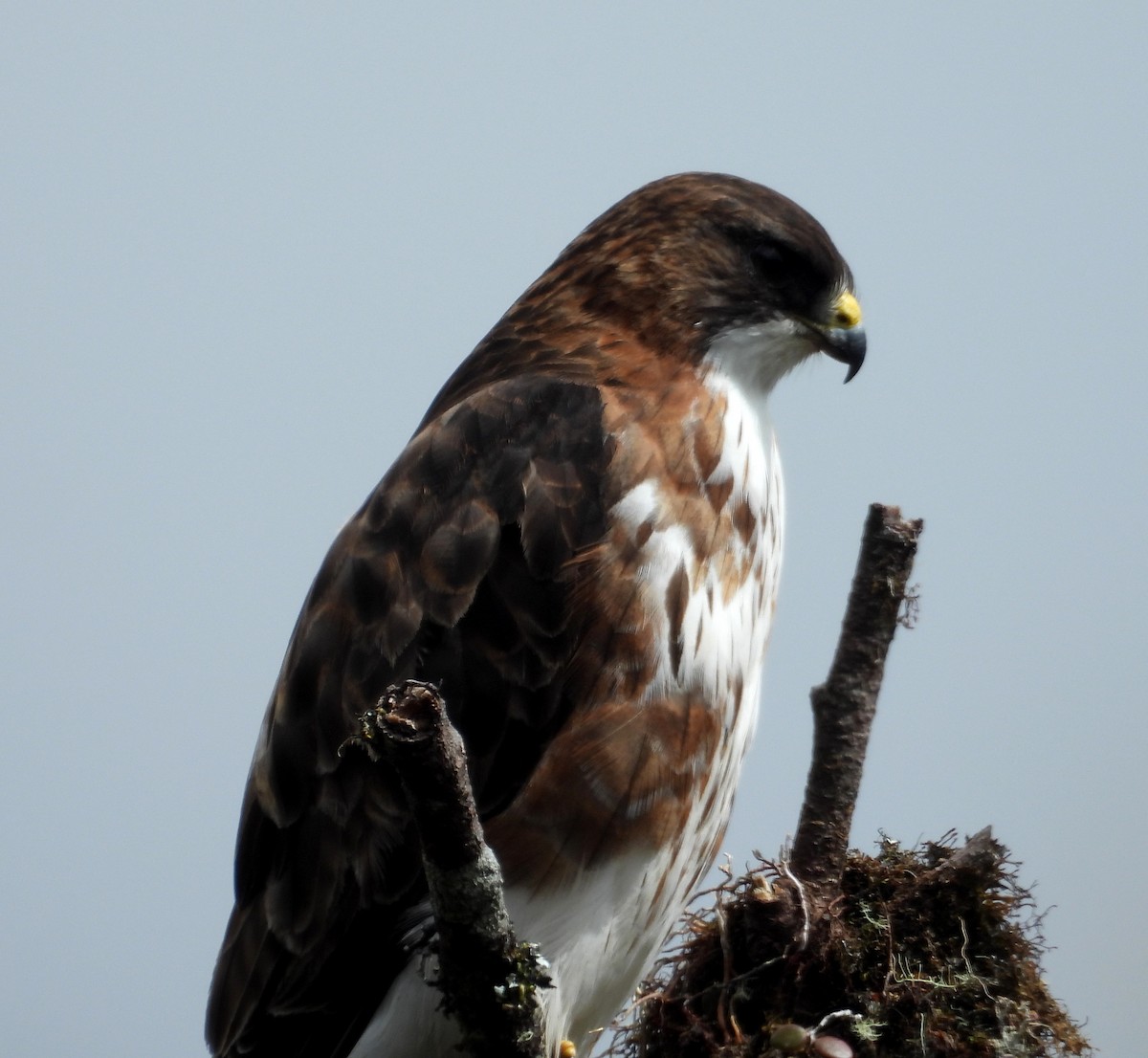 White-throated Hawk - ML636132585