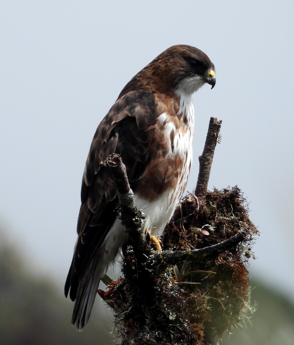 White-throated Hawk - ML636132586