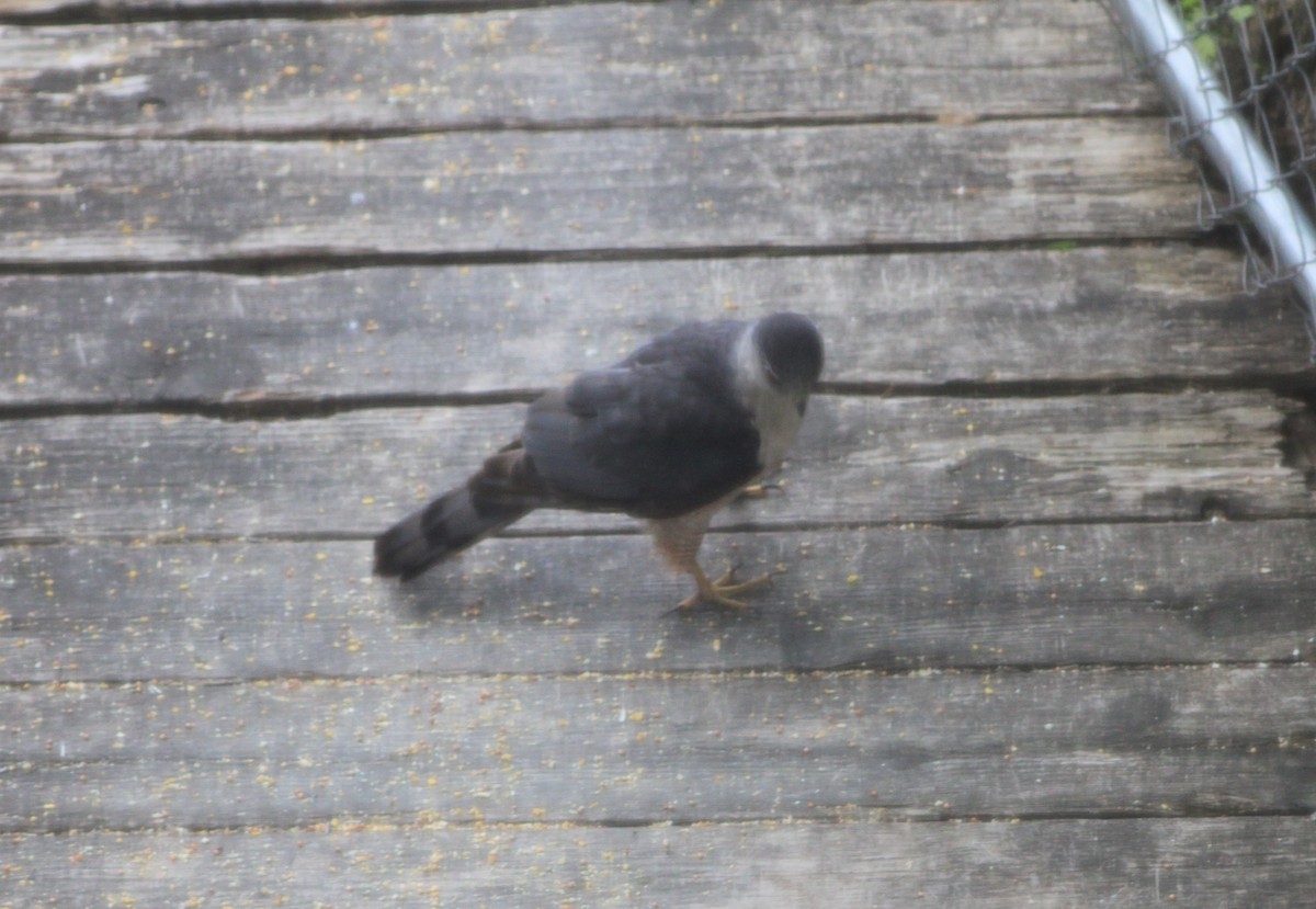 Cooper's Hawk - ML636132614
