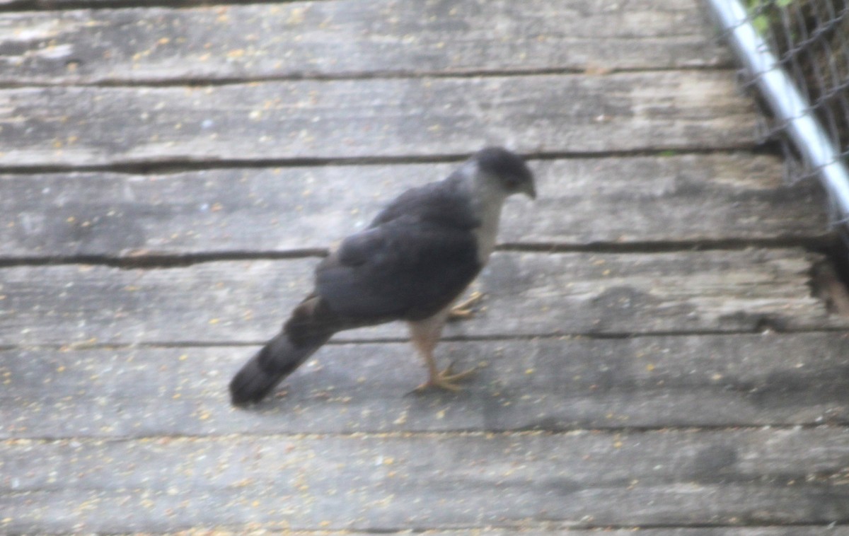 Cooper's Hawk - ML636132628