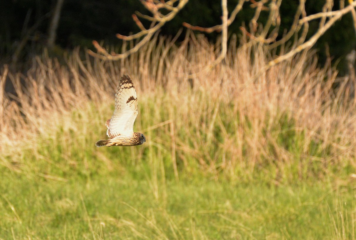 Short-eared Owl - ML636132636