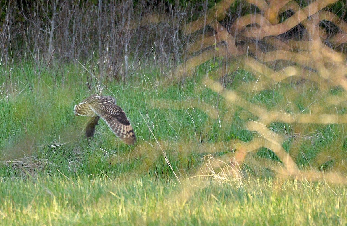 Short-eared Owl - ML636132672