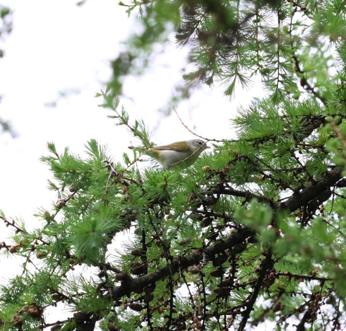 Tennessee Warbler - ML636132682