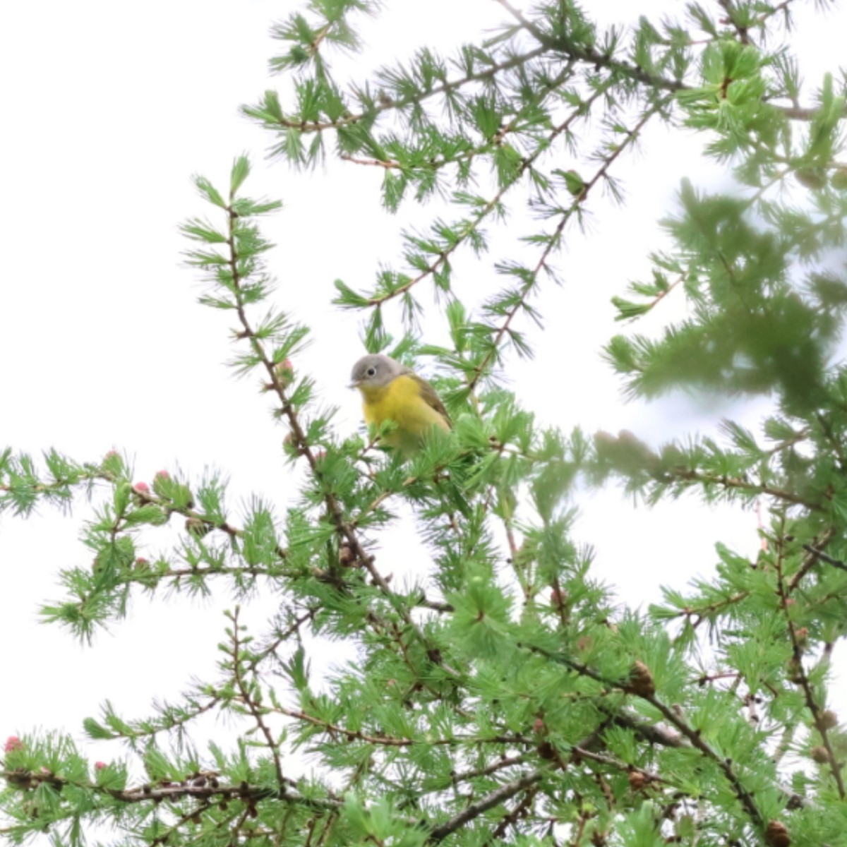 Nashville Warbler - ML636132725