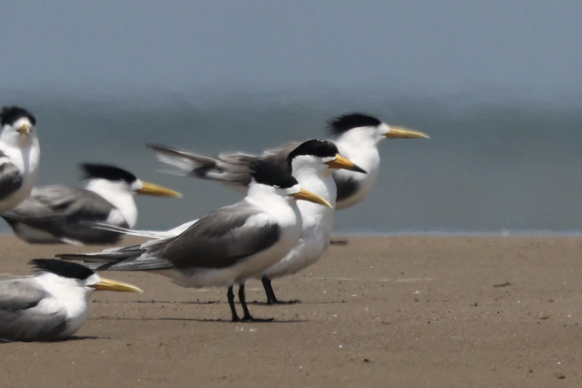 黑嘴端鳳頭燕鷗 - ML636132735