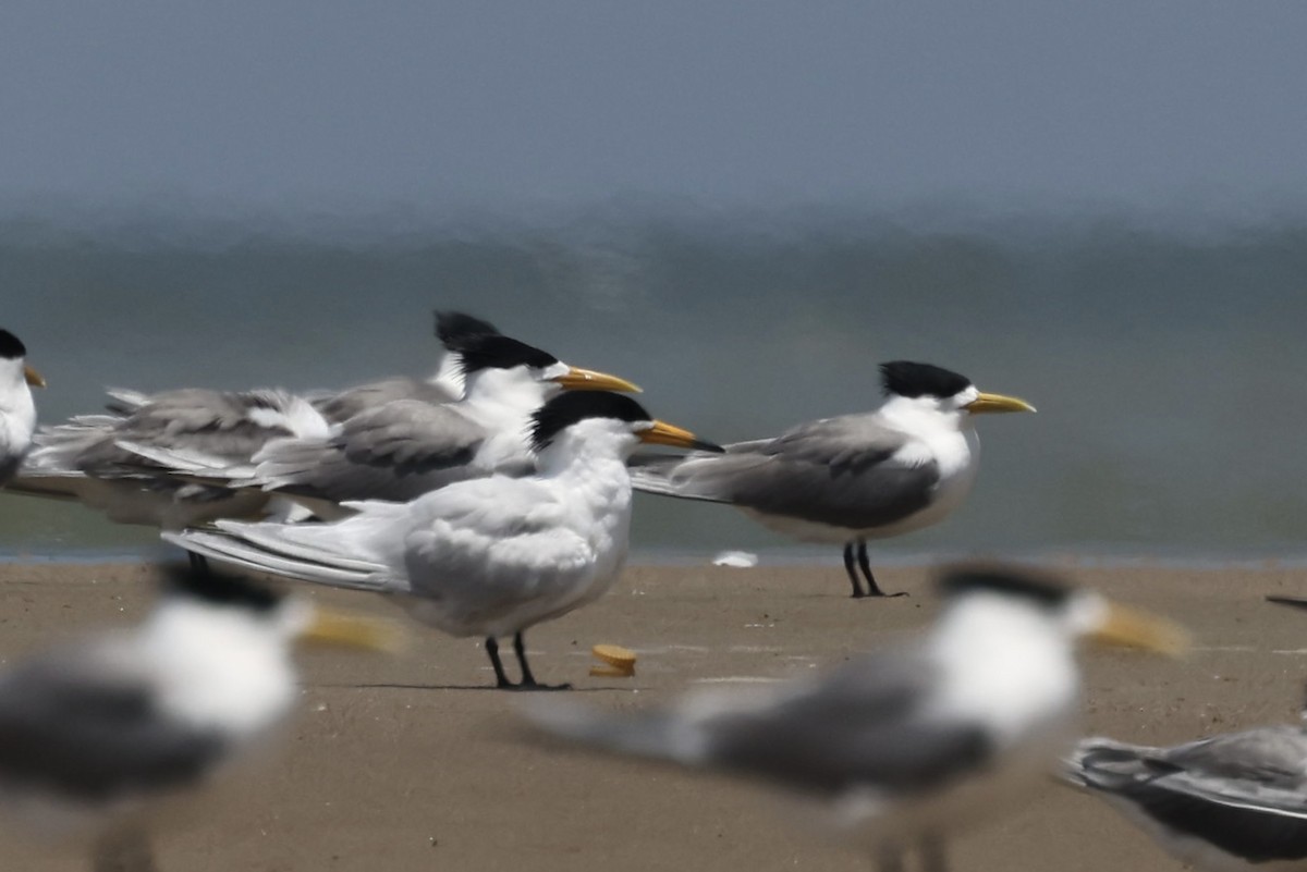 黑嘴端鳳頭燕鷗 - ML636132737