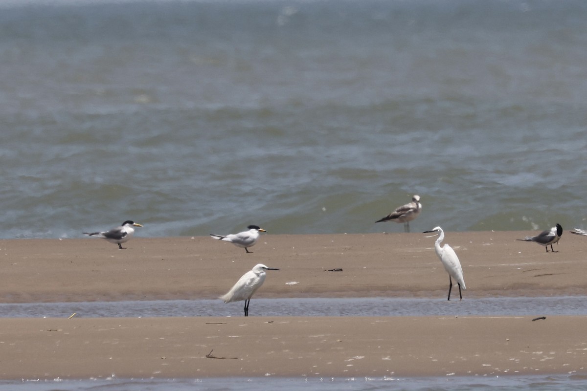 黑嘴端鳳頭燕鷗 - ML636132738