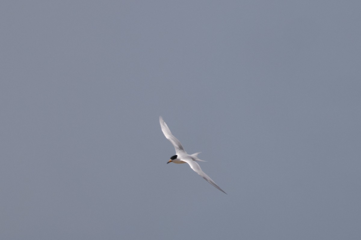 黑嘴端鳳頭燕鷗 - ML636132743