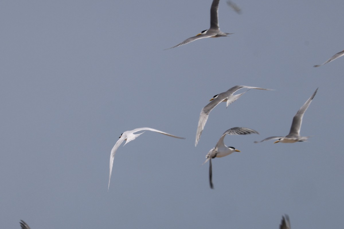 黑嘴端鳳頭燕鷗 - ML636132744