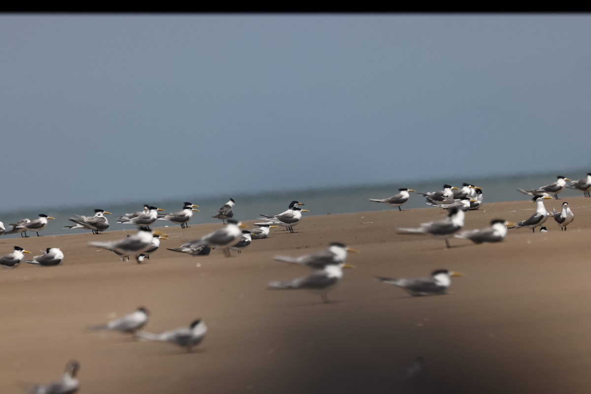 黑嘴端鳳頭燕鷗 - ML636132745