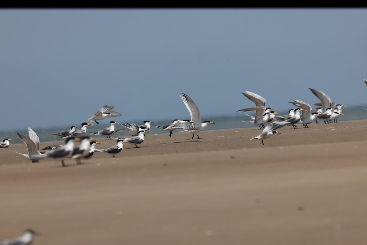 黑嘴端鳳頭燕鷗 - ML636132746