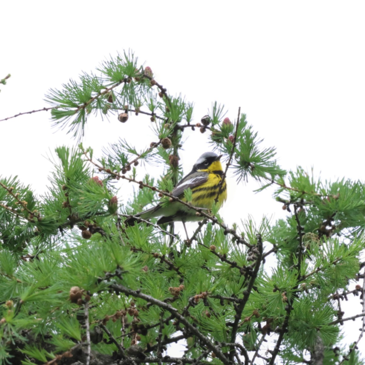 Magnolia Warbler - ML636132769