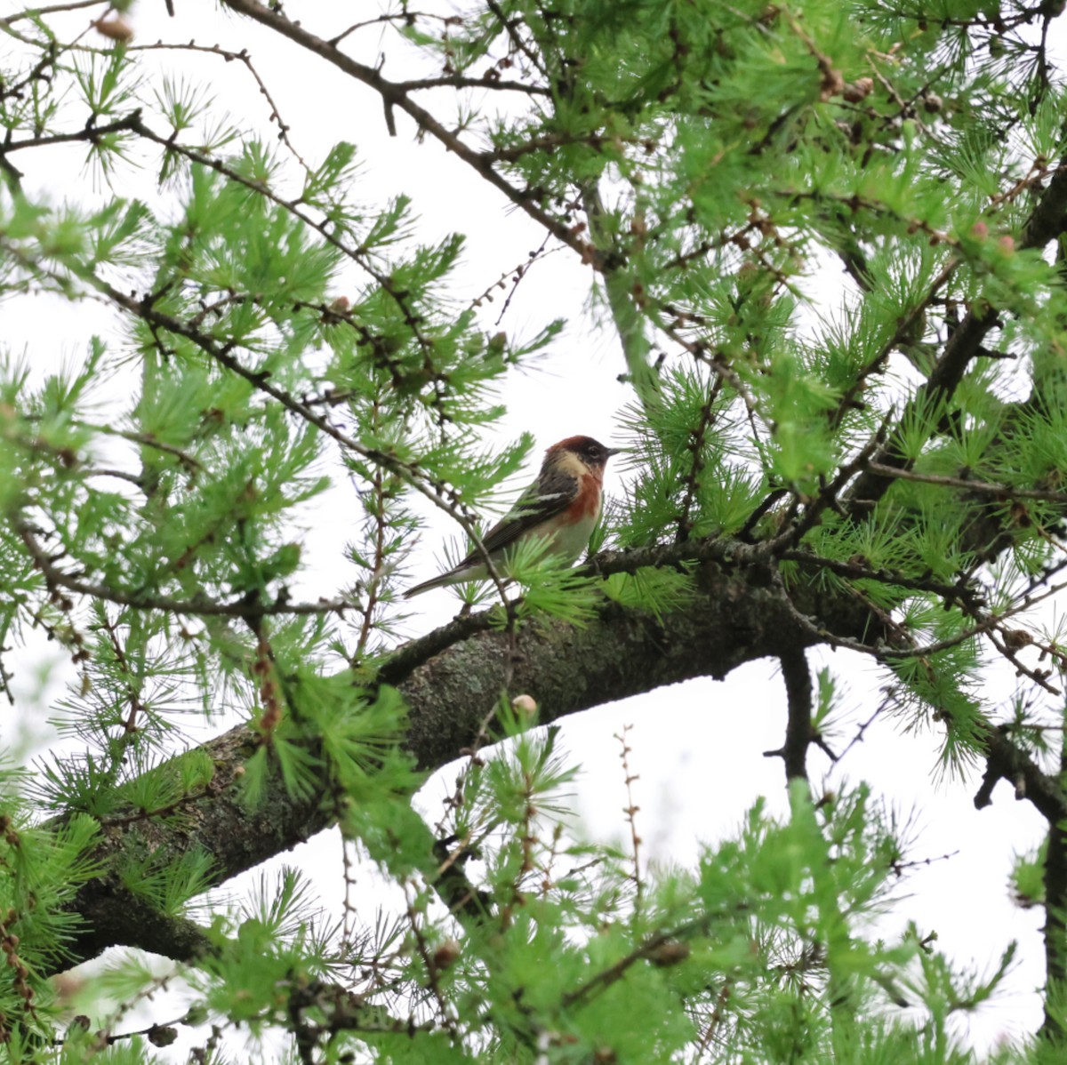 Bay-breasted Warbler - ML636132783