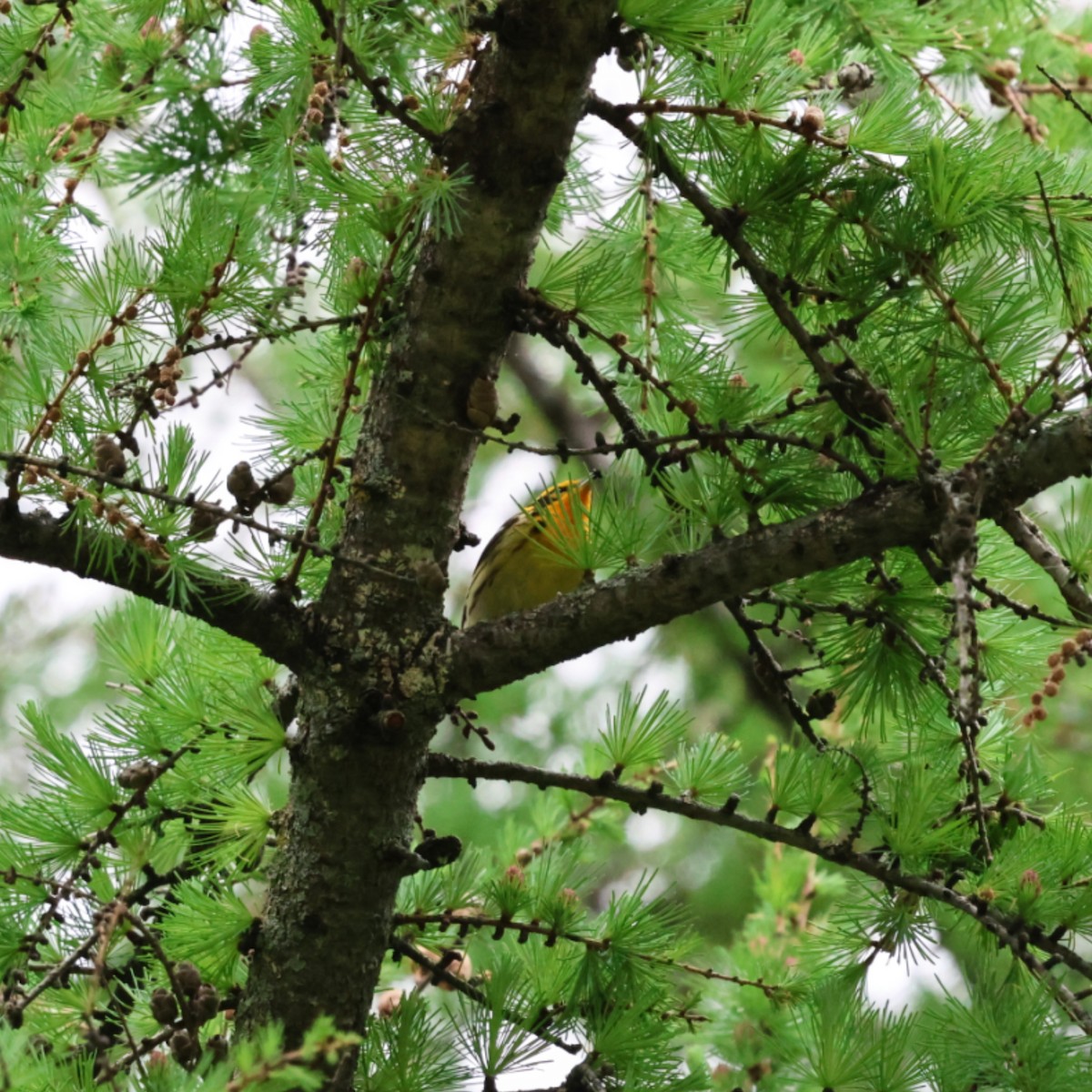 Blackburnian Warbler - ML636132797