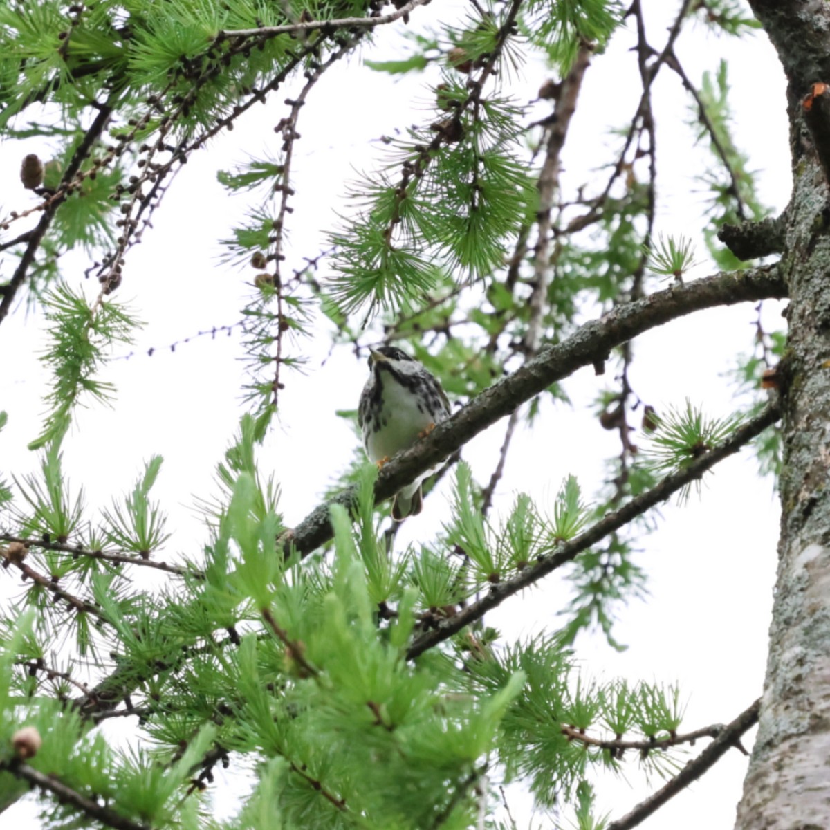 Blackpoll Warbler - ML636132826