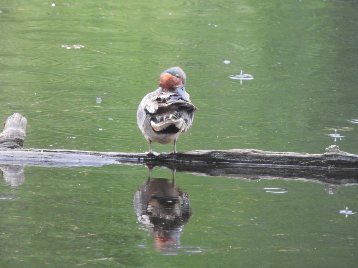 Green-winged Teal - ML636132861