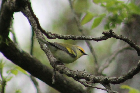 Golden-winged x Blue-winged Warbler (hybrid) - ML636132900