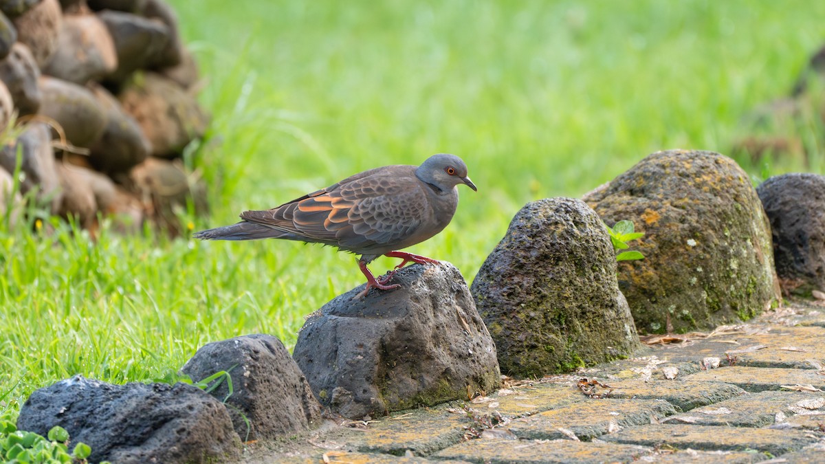 Dusky Turtle-Dove - ML636132906