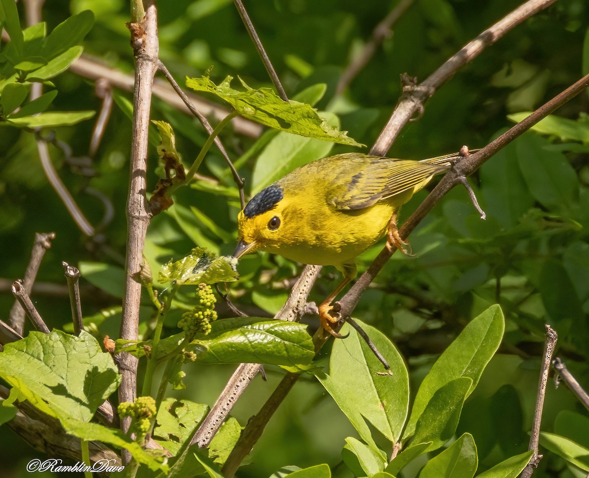 Wilson's Warbler - ML636132992