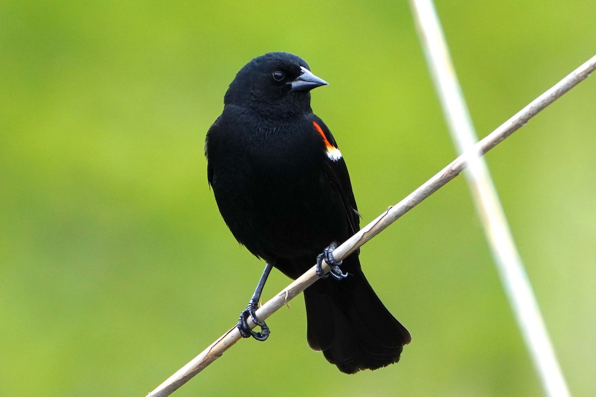 Red-winged Blackbird - ML636132995