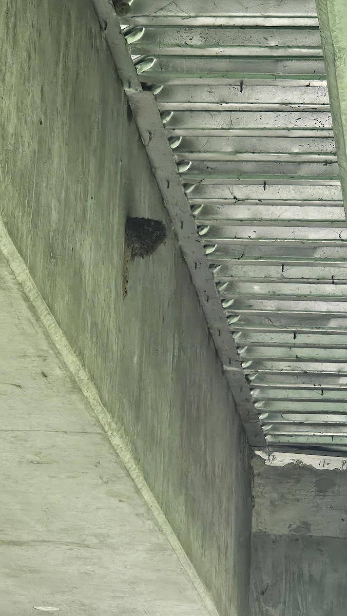 Eastern Phoebe - ML636133052