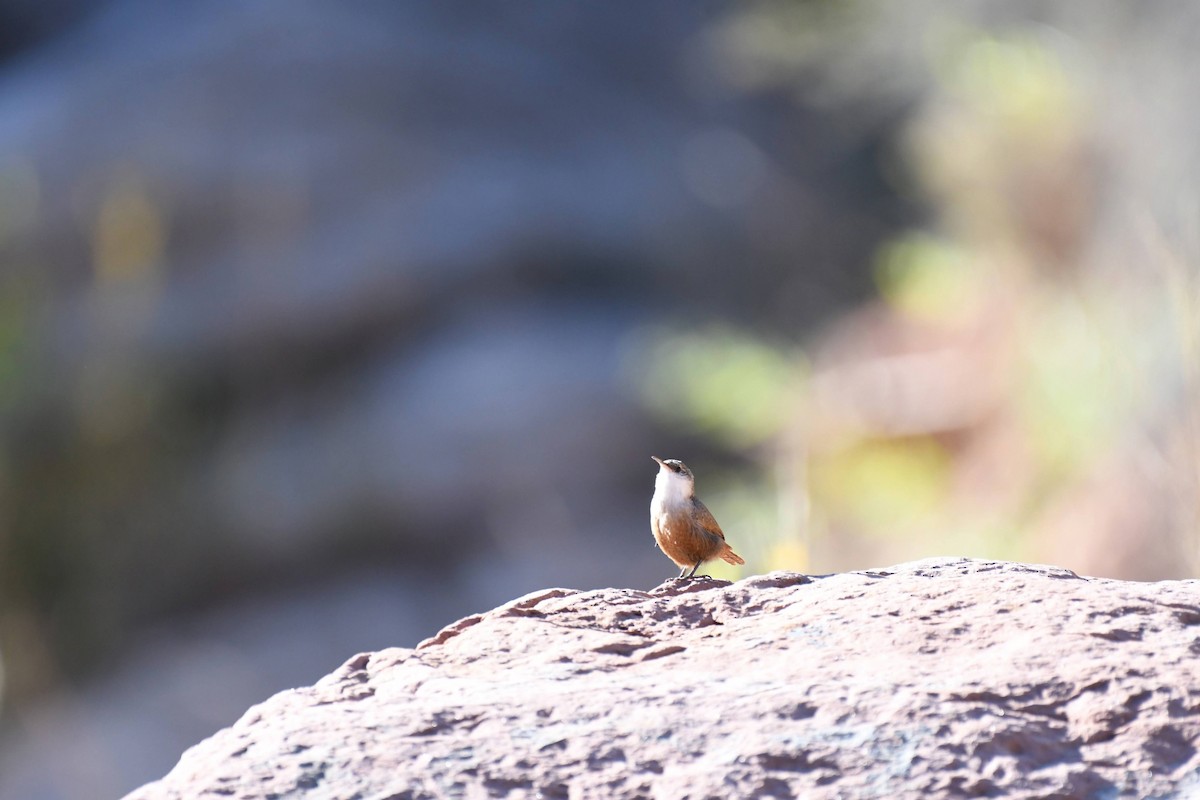 Canyon Wren - ML636133098