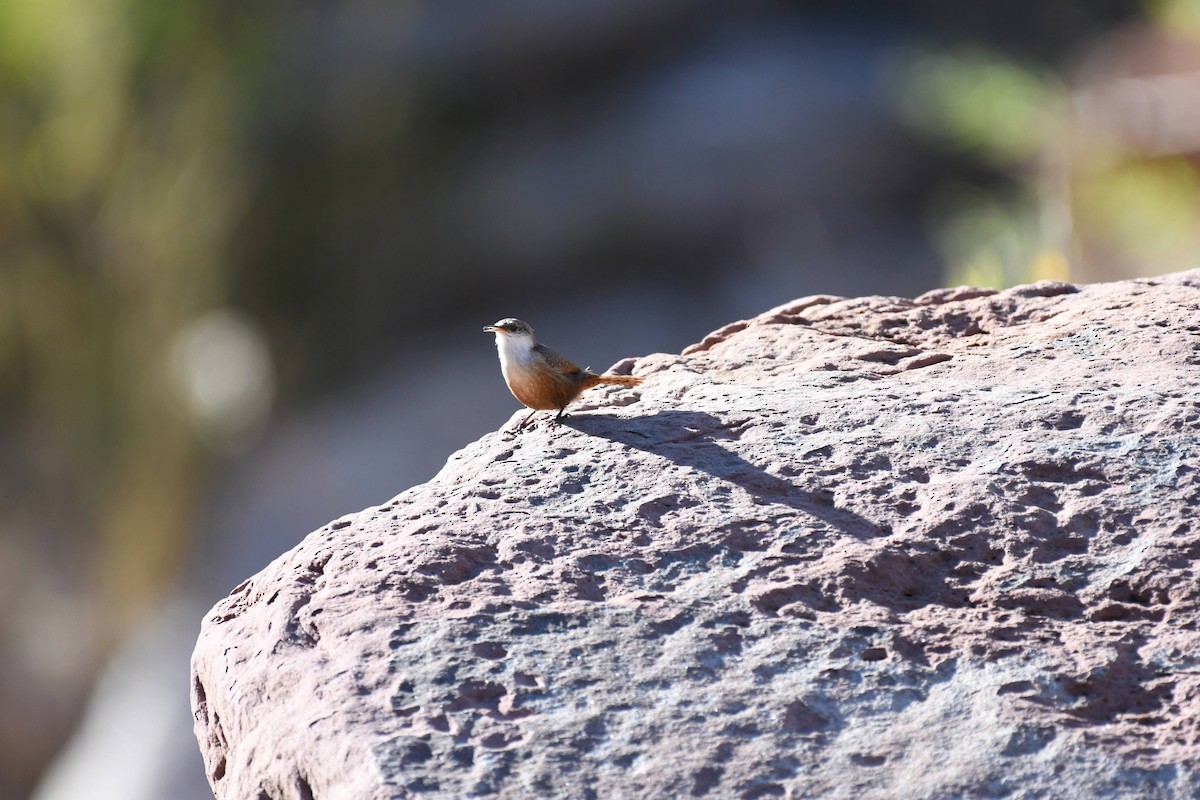 Canyon Wren - ML636133100