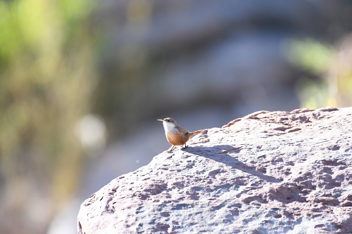 Canyon Wren - ML636133108
