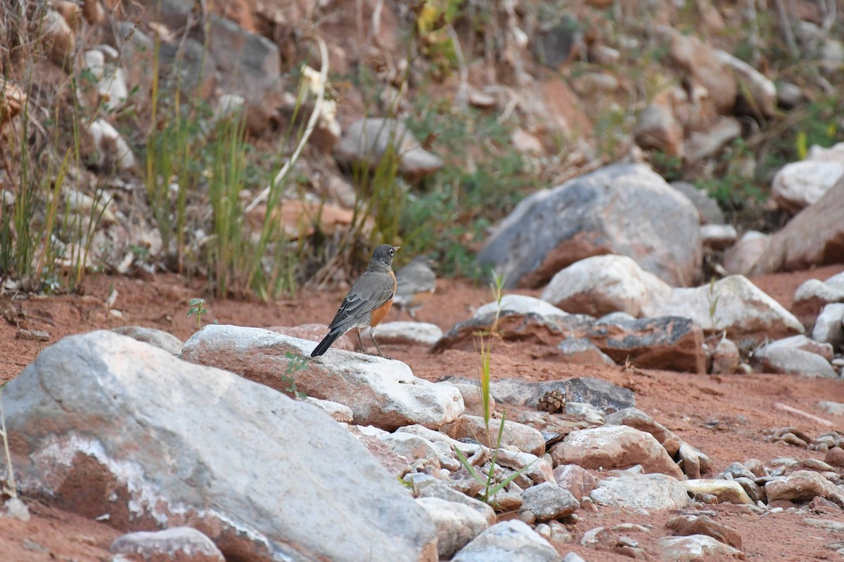 American Robin - ML636133115