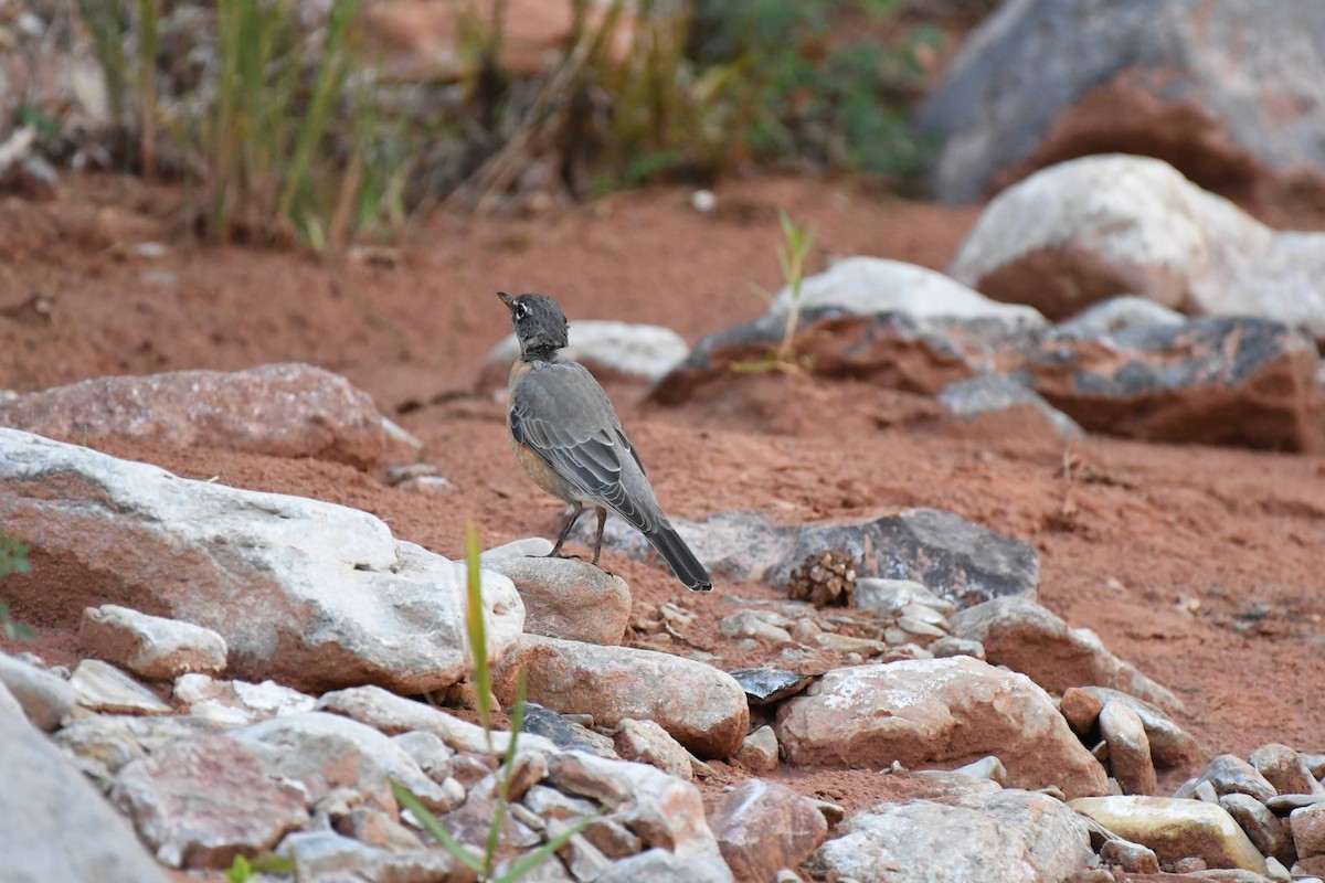 American Robin - ML636133123