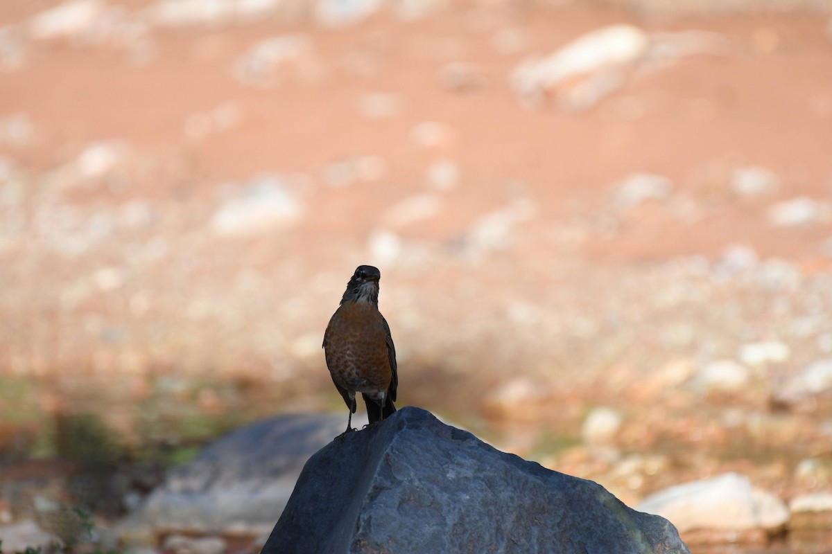 American Robin - ML636133132