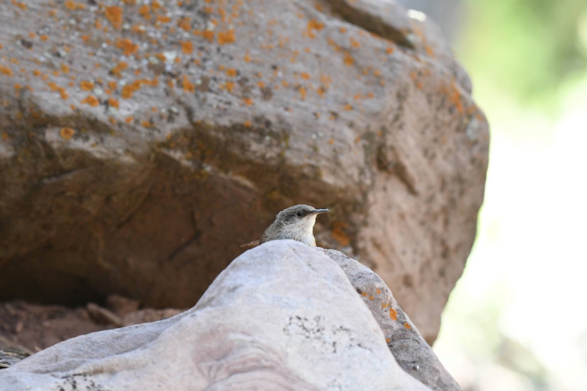 Canyon Wren - ML636133137