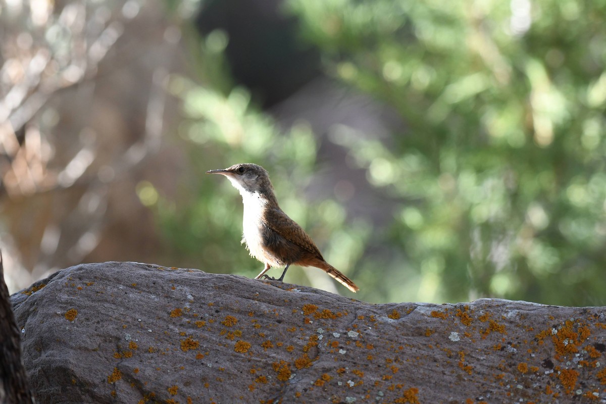 Canyon Wren - ML636133139