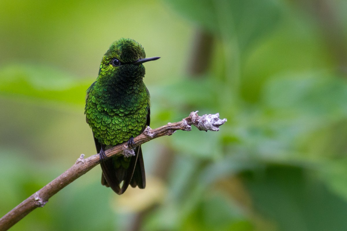 Green-tailed Emerald - ML636133156