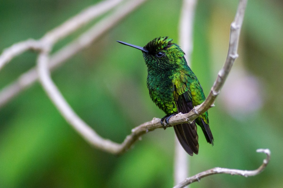 Green-tailed Emerald - ML636133160
