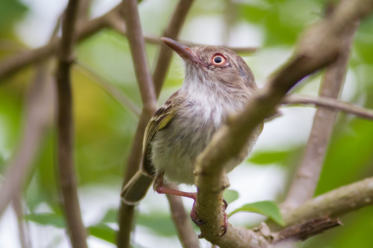 Pale-eyed Pygmy-Tyrant - ML636133175