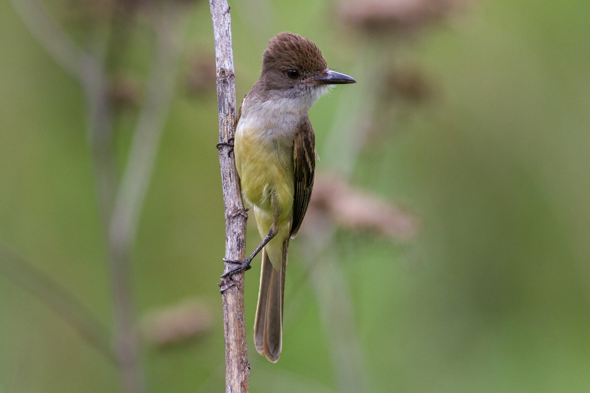 Brown-crested Flycatcher - ML636133195