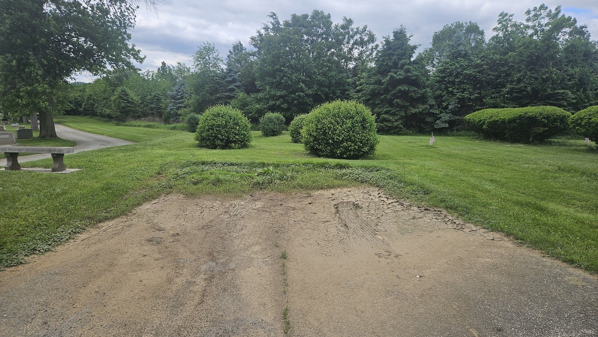 Brown Thrasher - ML636133205