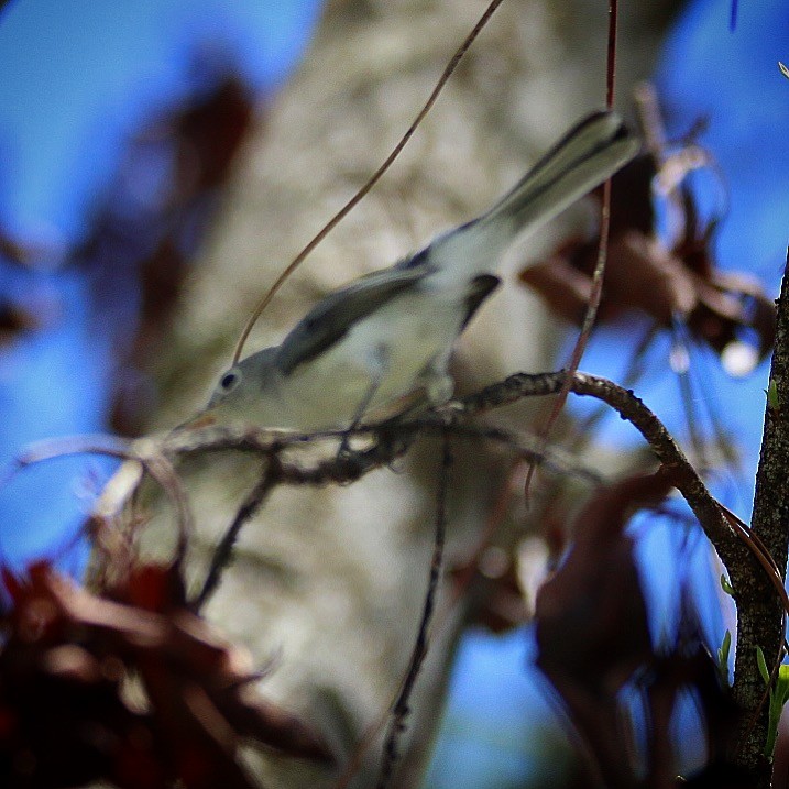 Blue-gray Gnatcatcher - Jeff Kietzmann