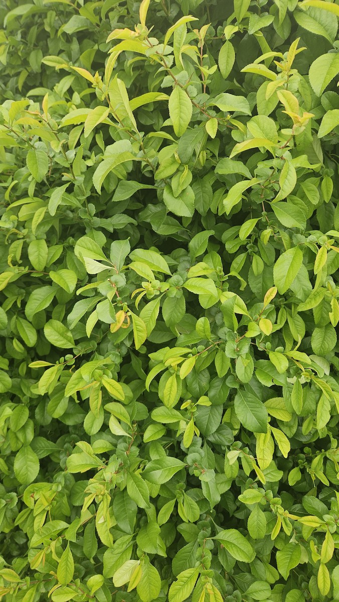 Brown Thrasher - ML636133210