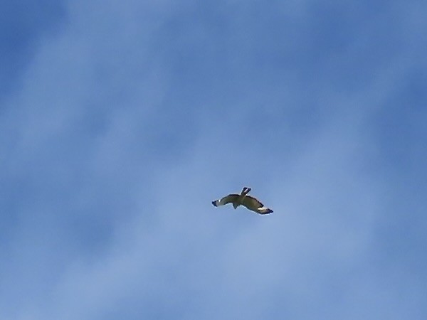 Buteo sp. - ML636133232