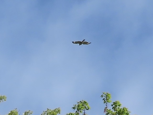 Buteo sp. - ML636133233