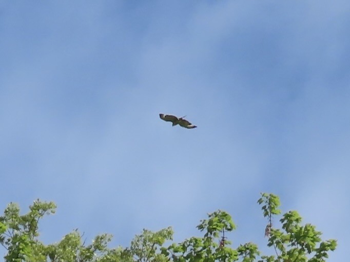 Buteo sp. - ML636133234