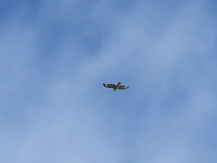 Buteo sp. - ML636133235
