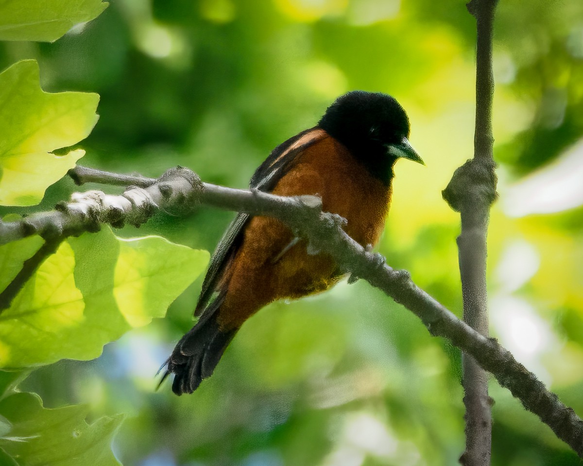 Bahçe Turpiyalı - ML636133285