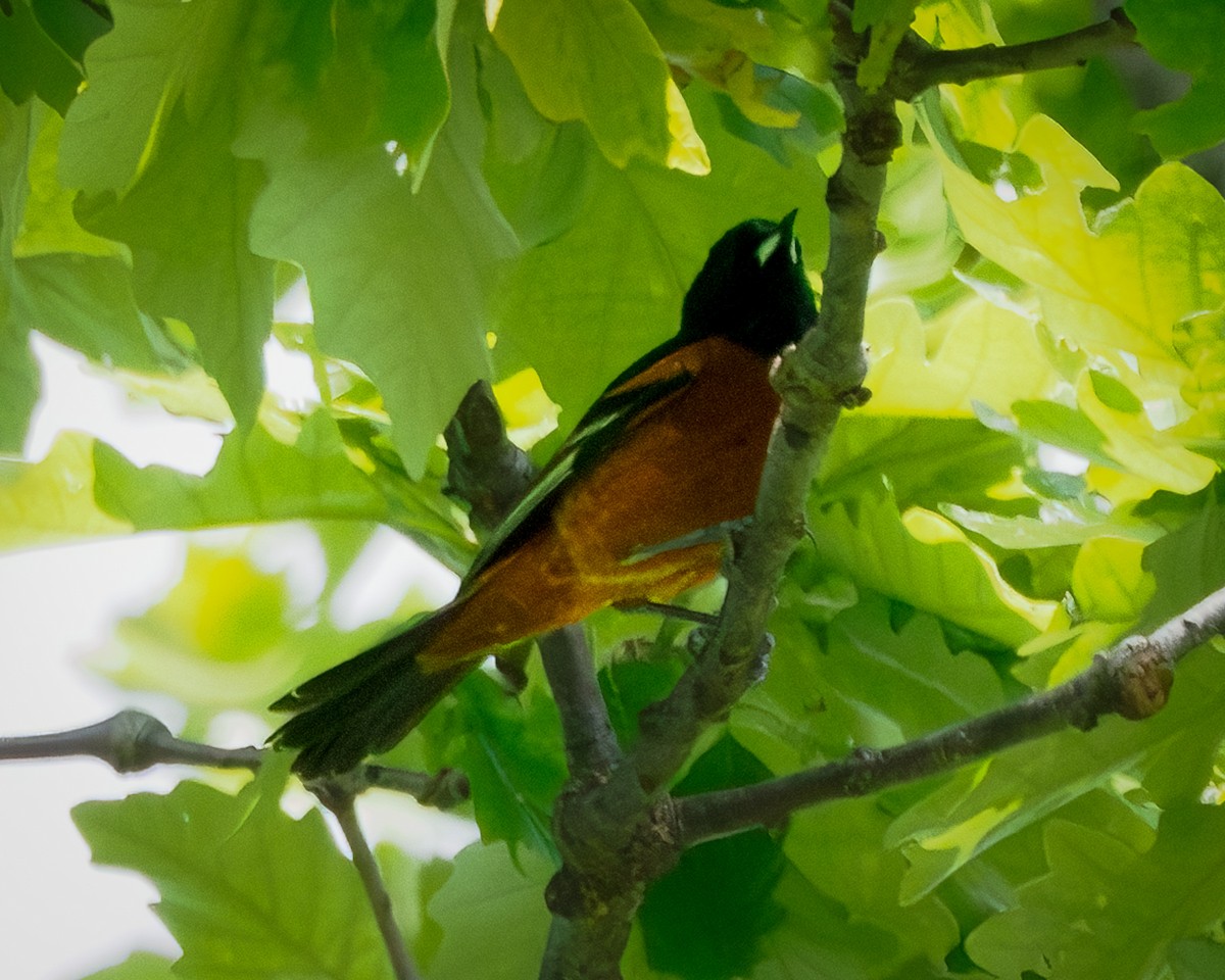 Bahçe Turpiyalı - ML636133286