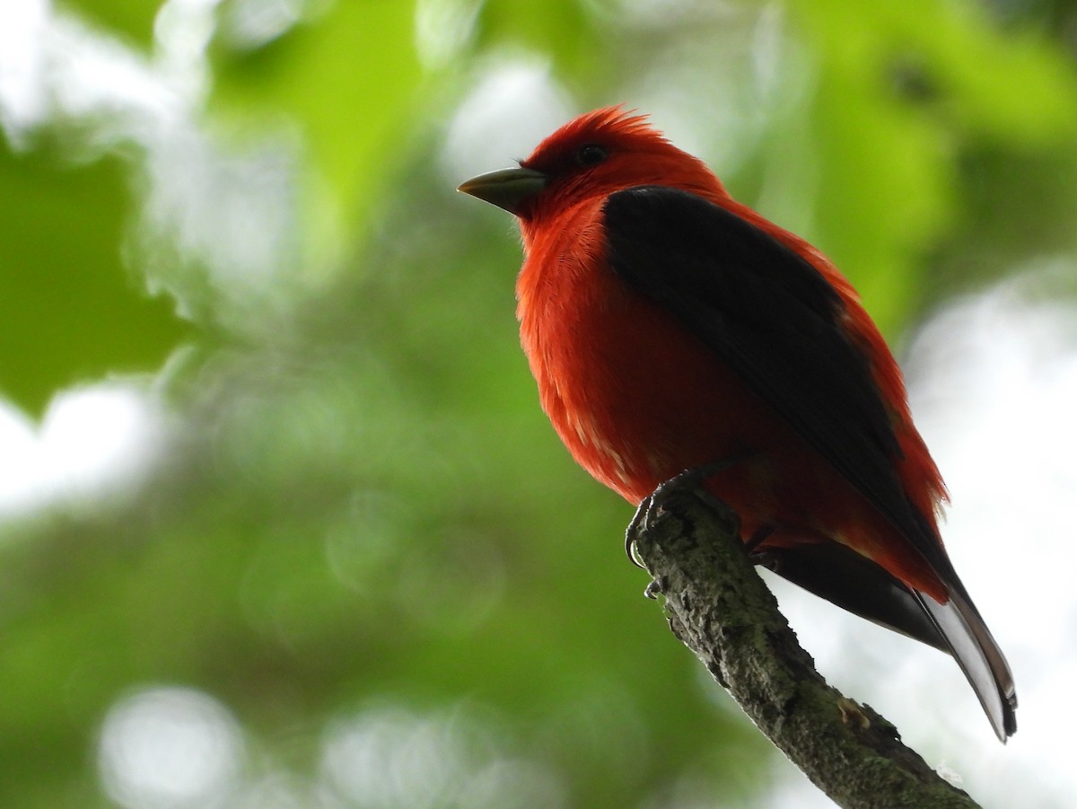 Scarlet Tanager - ML636133303