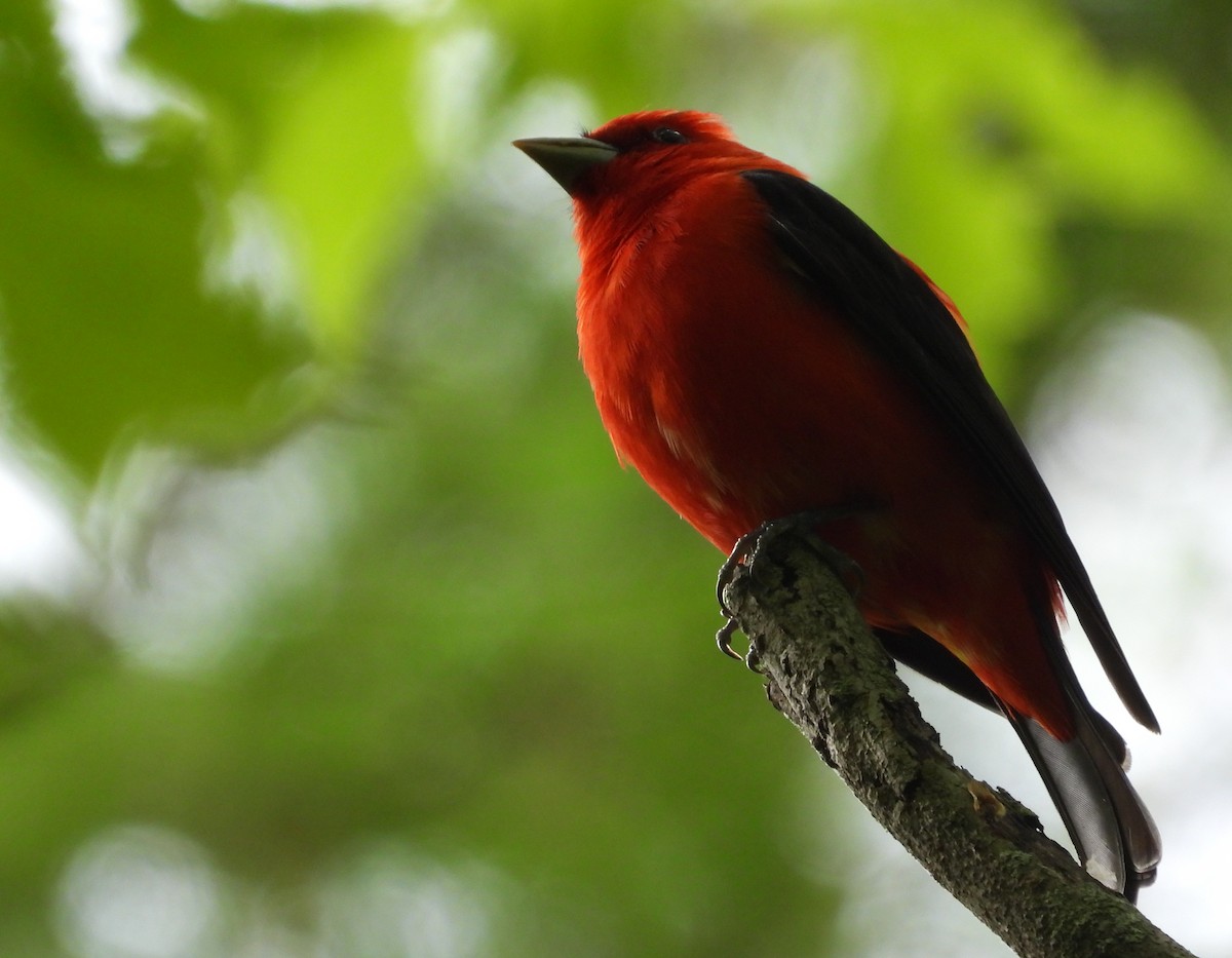 Scarlet Tanager - ML636133304