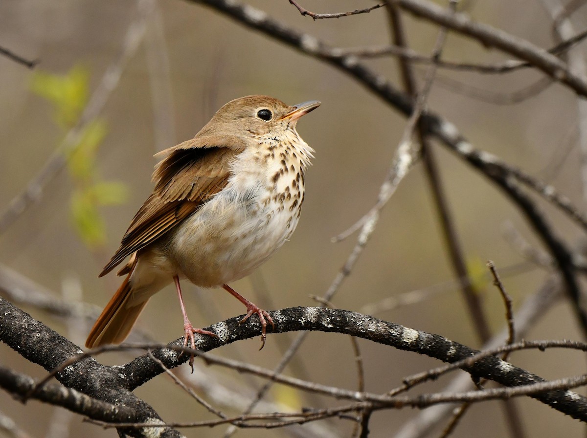 Hermit Thrush - ML636133341