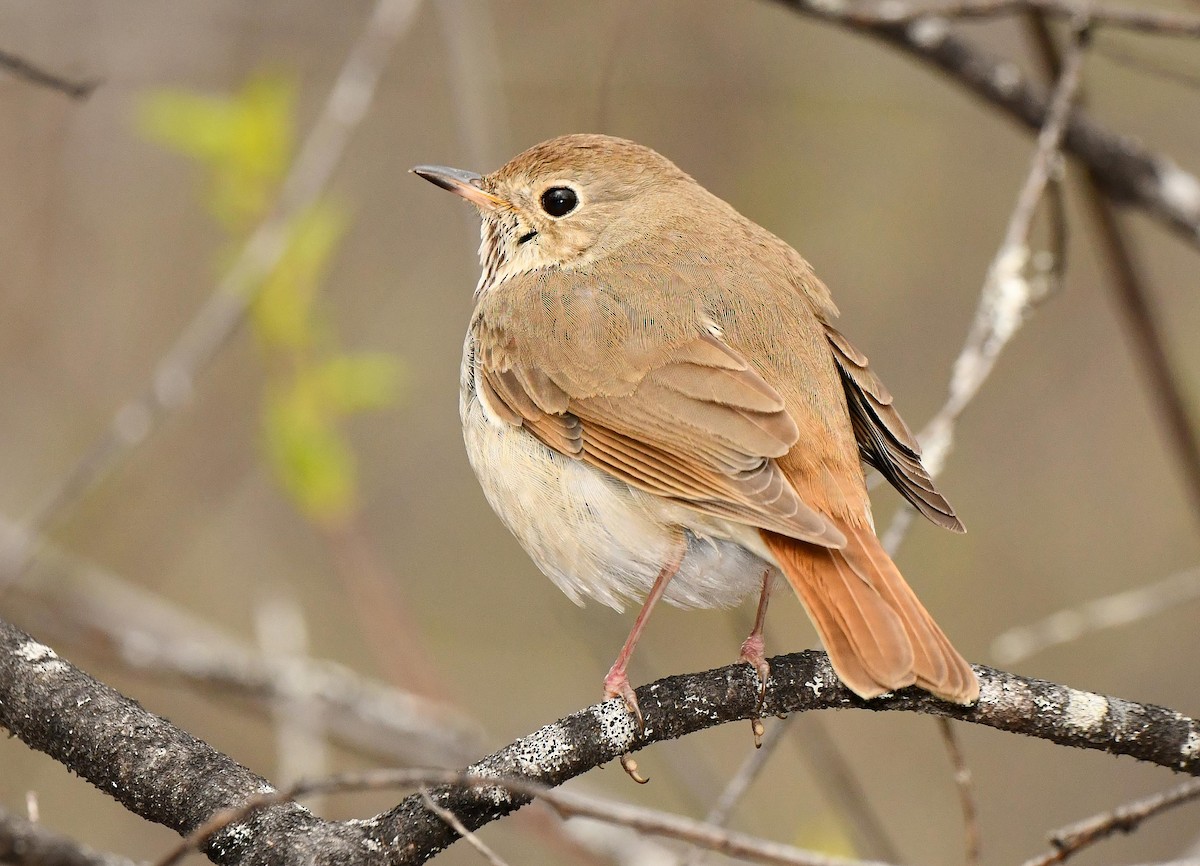Hermit Thrush - ML636133350